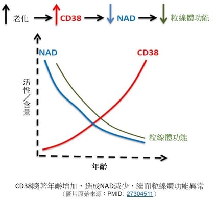 CD38隨年齡增加