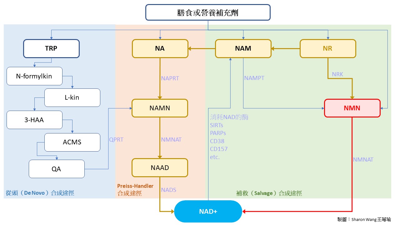 NAD+ biosynthetic pathways