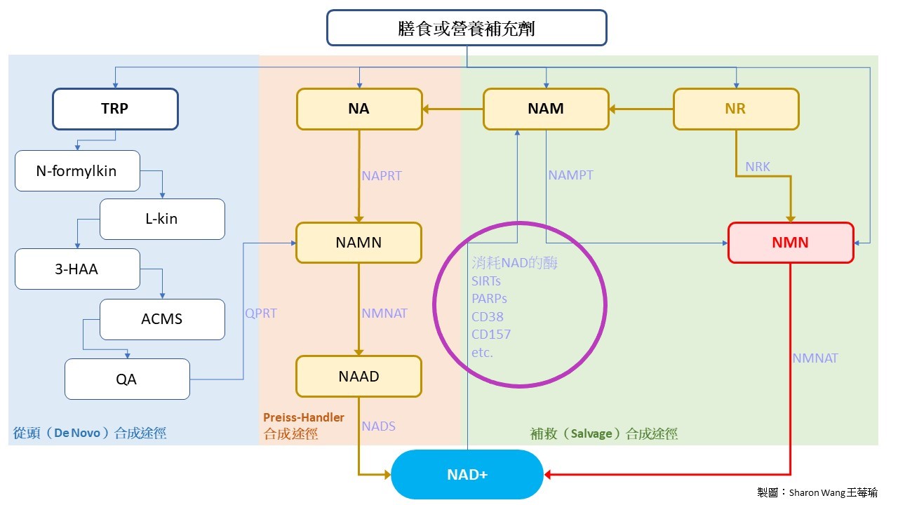 NAD+ major consumptions