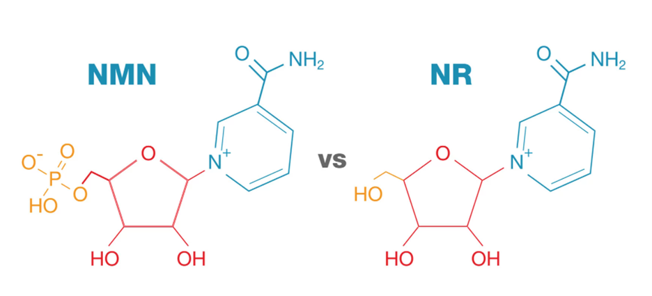 NMN and NR structure