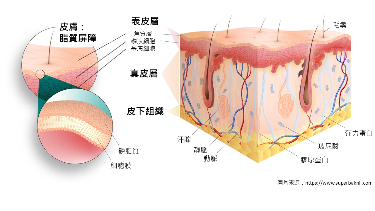 Skin layers